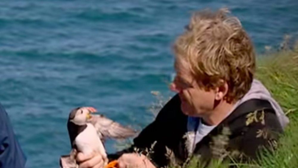 Gordon Ramsay puffins