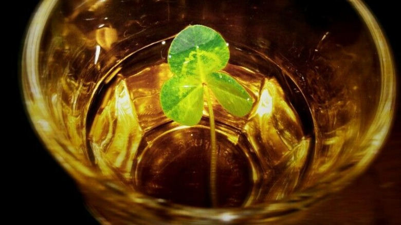 Shamrock in whiskey