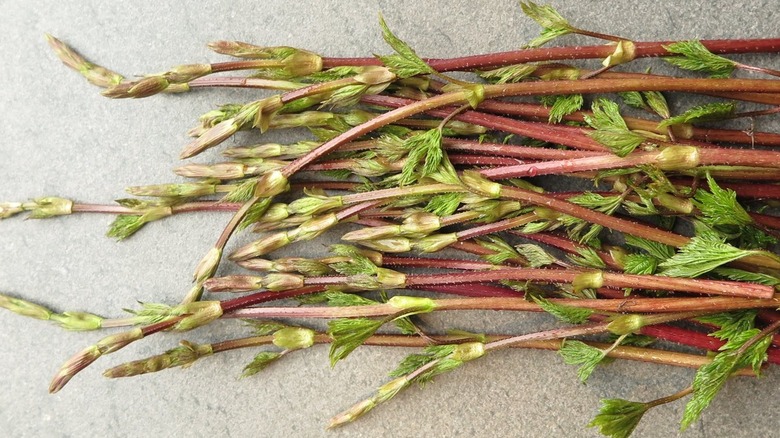 Foraged hop shoots