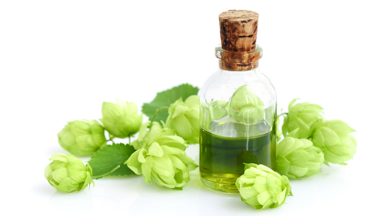 Hops surround bottle of hop oil