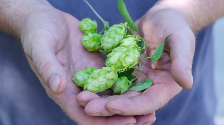 hands holding hops