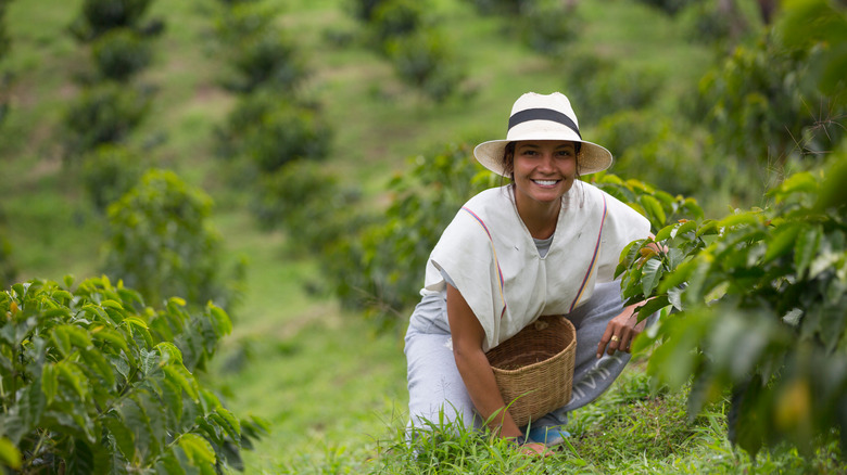 woman harvesting plants