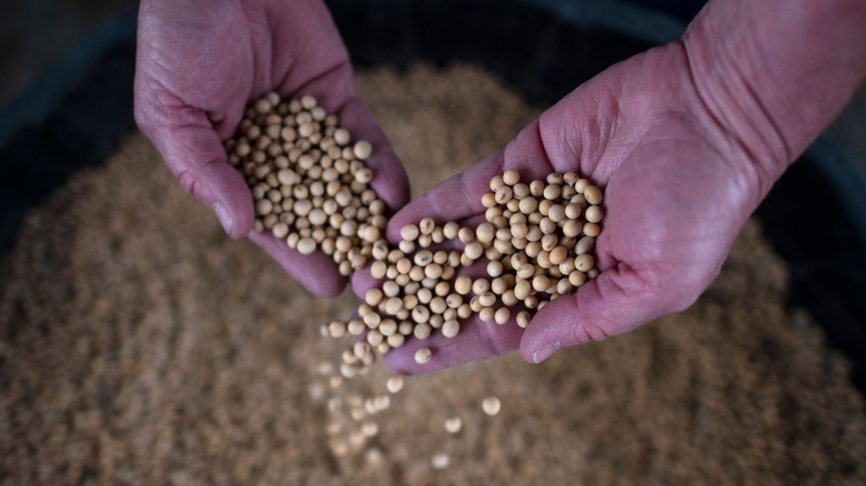 hands holding soybeans