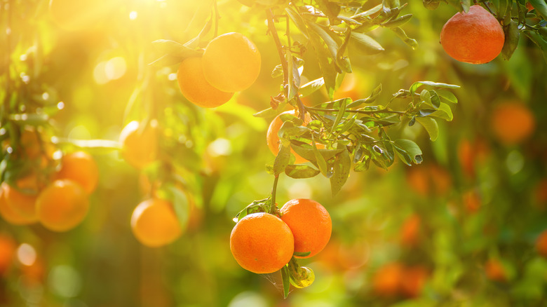 Sun shining on tree in mandarin grove