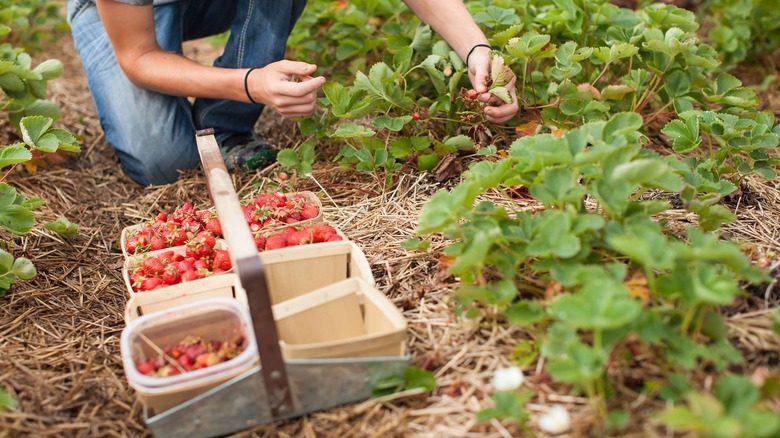 Strawberries from Hirsch farm used in Jeni's ice cream