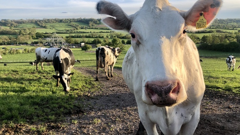 Cows on a farm