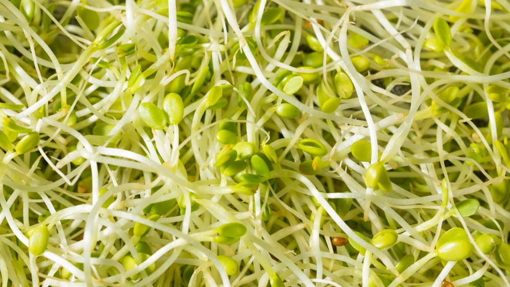 Clover sprouts from Jimmy Johns