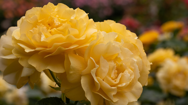 Julia Child roses in bloom