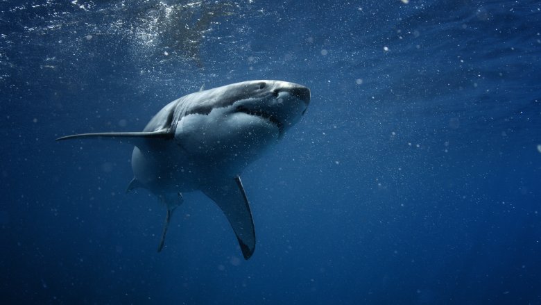 shark swimming