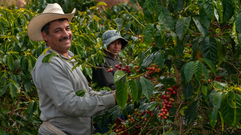 Farmers harvesting from Arabica coffee tree