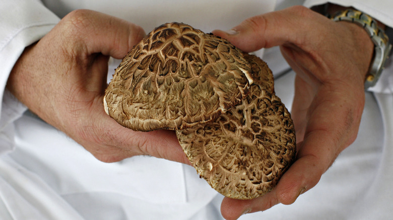 American grown shiitake mushrooms