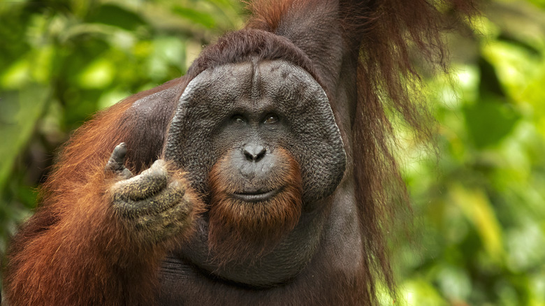 An orangutan looking at the camera