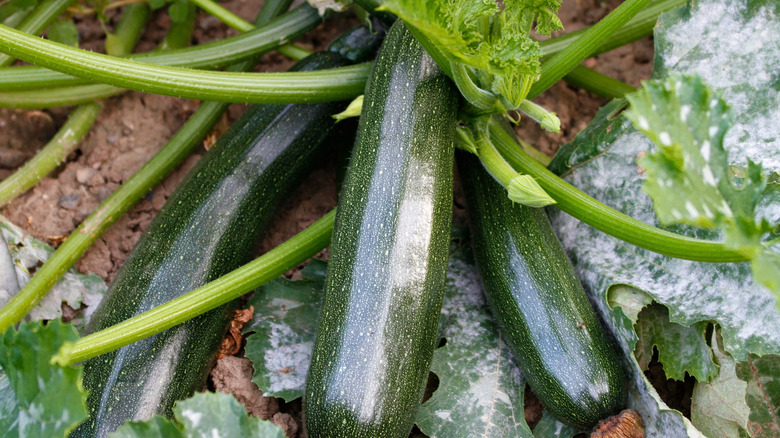 Zucchini