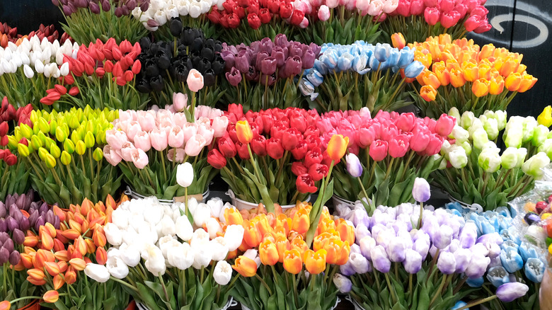 Rows of flowers for sale