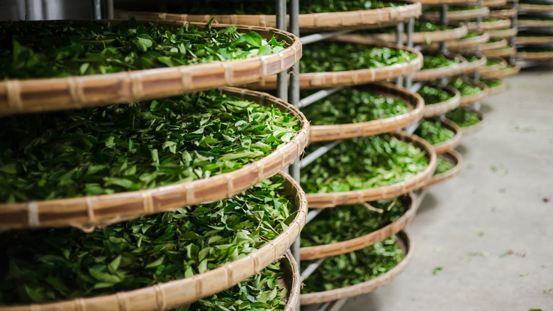 oolong tea harvest