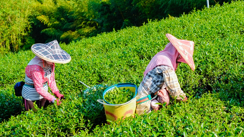 tea plantation pickers 