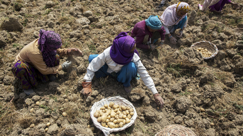 Indian potato farmers in the dirt