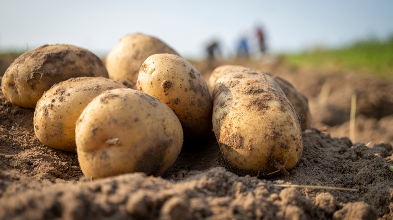 potatoes in a field