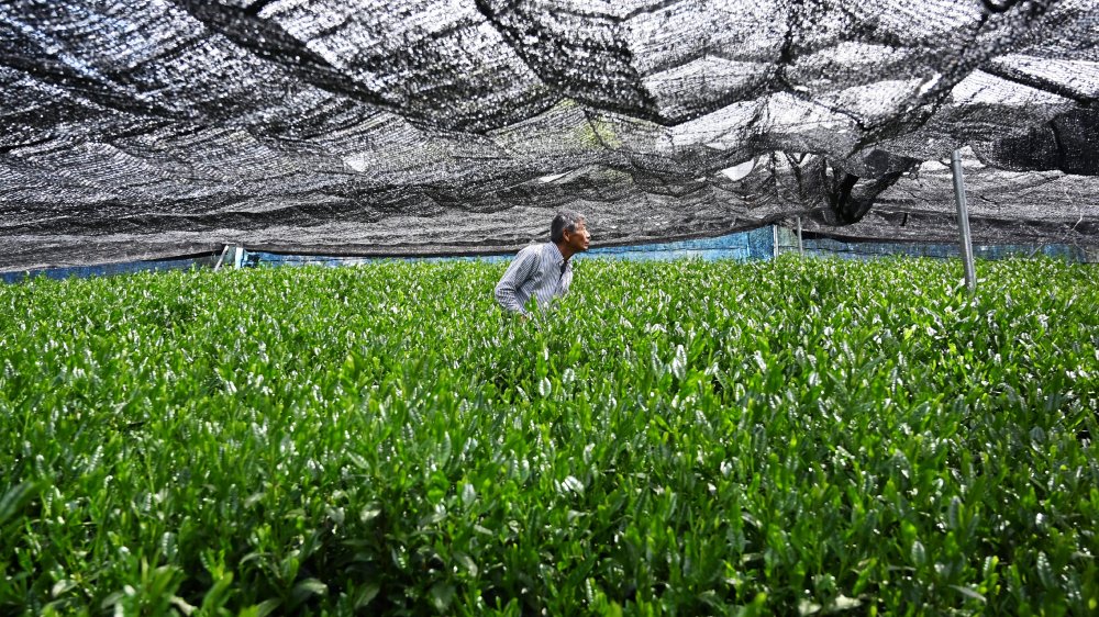 Tea plantation