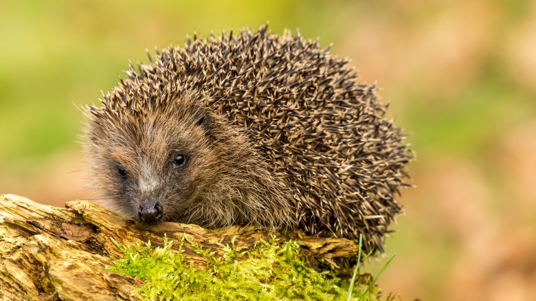 european hedgehog