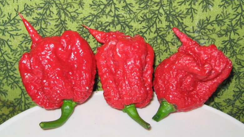 Carolina reaper 