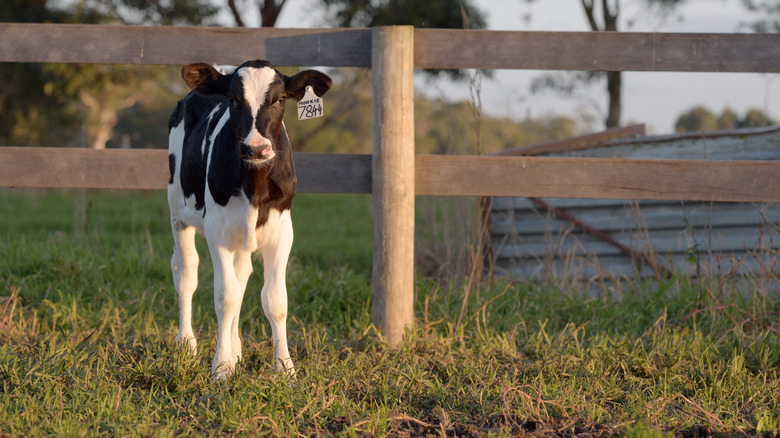 Cow near a fence