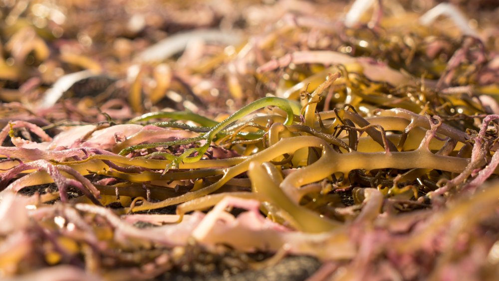 Seaweed being harvested for carrageenan for Nesquik