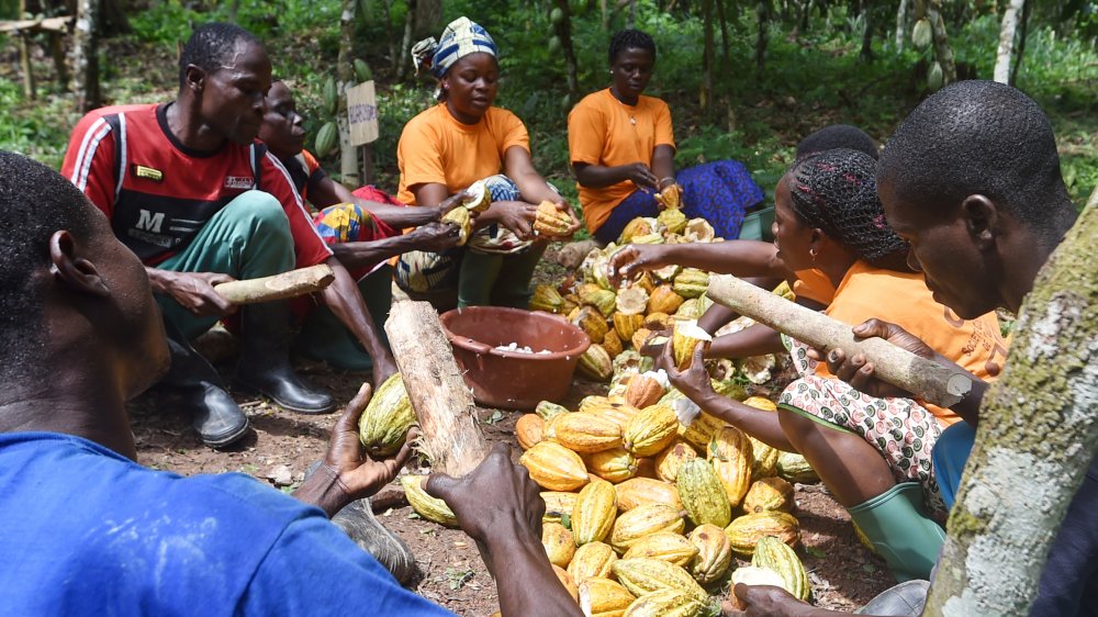 cocoa farm