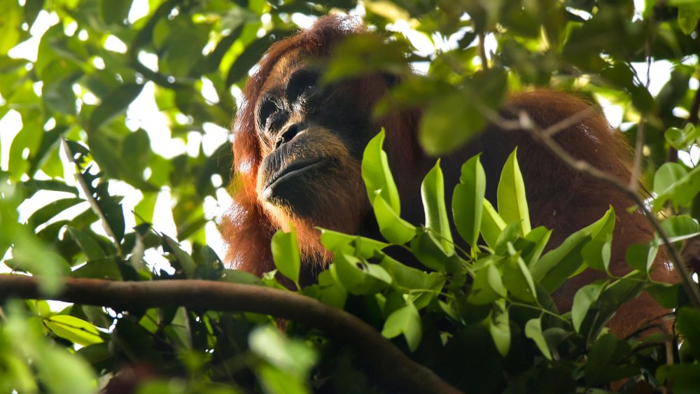 Nestle's reliance on palm oil is highly controversial