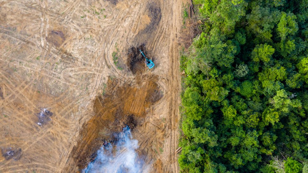 Oatly is causing deforestation