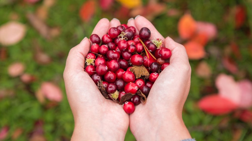 Ocean Spray's cranberries sustainabley grown