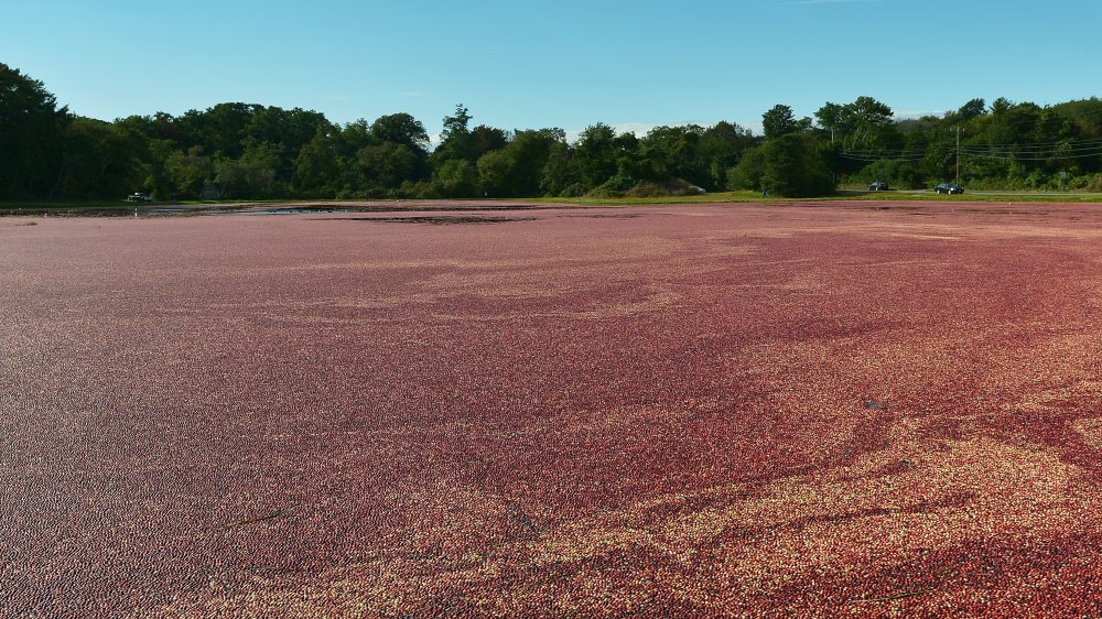 ocean spray Cranberry Scare of 1959