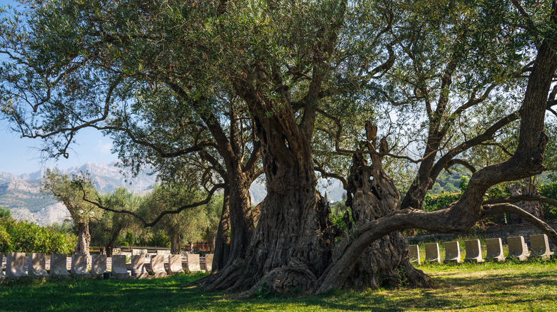 Old olive tree in Montenegro