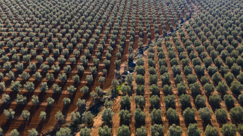 Olive tree plantation in Spain