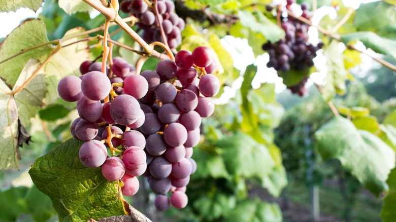 Grapes on a vineyard