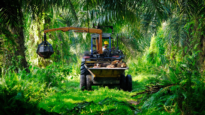 Palm oil plantation in Asia