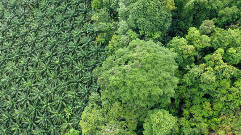 Palm oil plantation from above