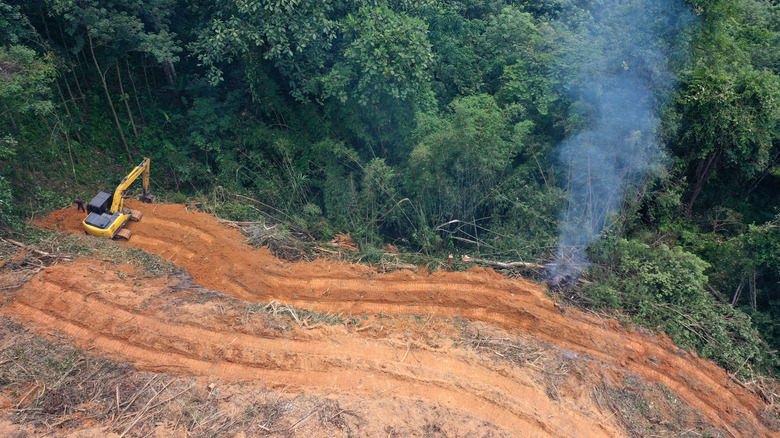 Logging for palm oil plantation