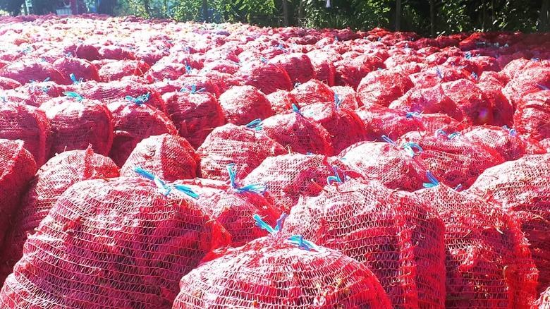 Bags of paprika peppers