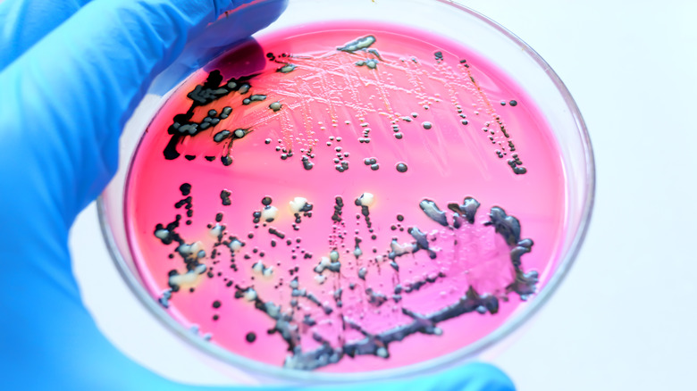 salmonella in petri dish