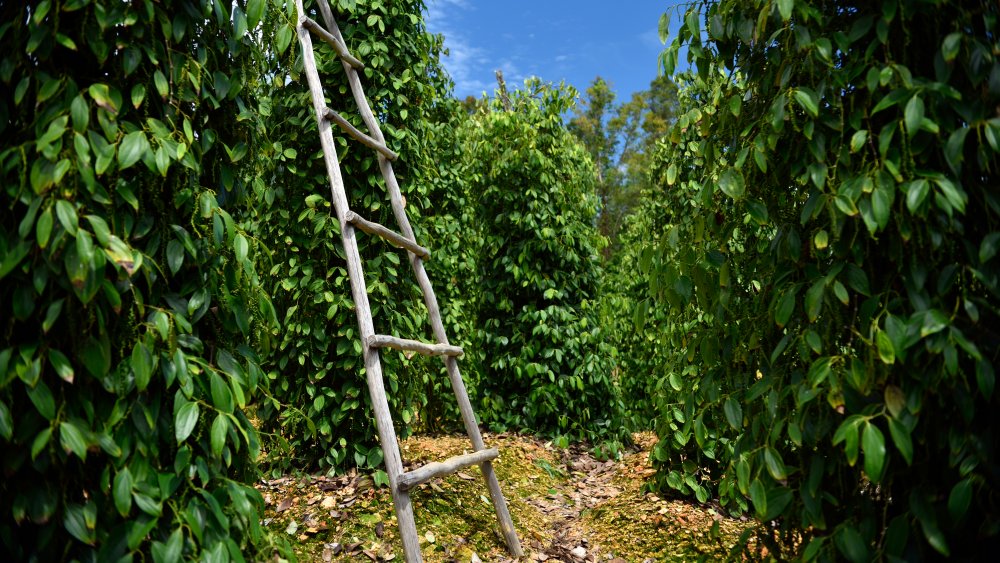 Black pepper plants 