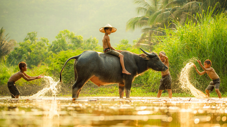 children playing with water buffalo