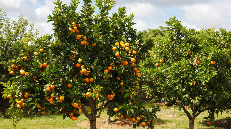 orange grove