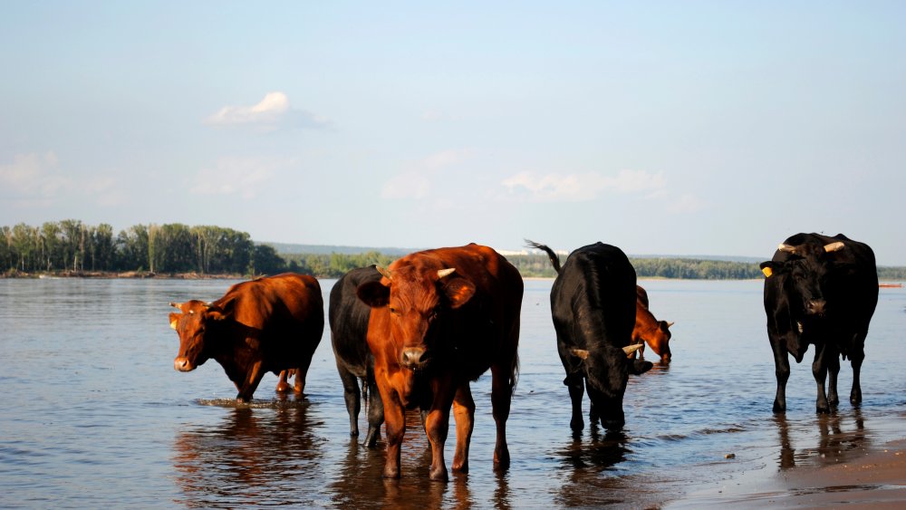 cattle in raw water