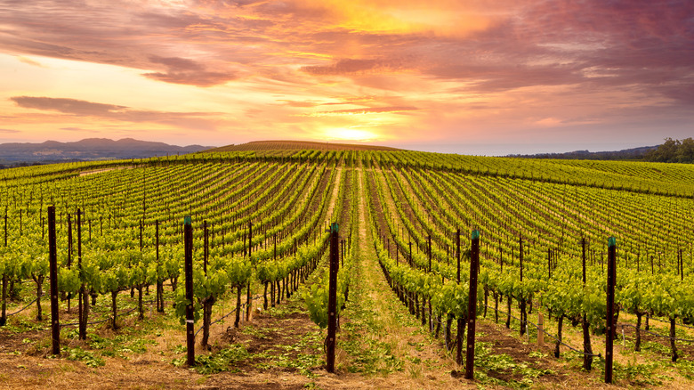 Napa Valley Vineyard at sunset