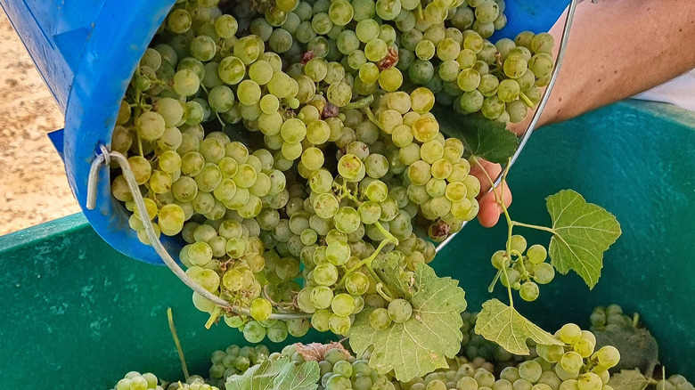 grapes harvested for white wine