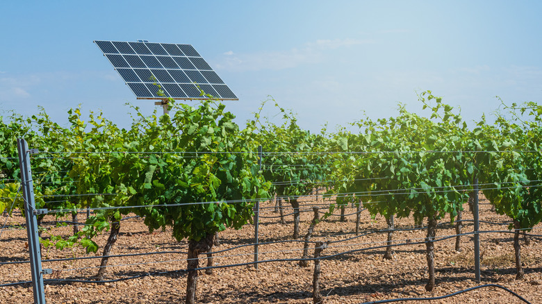 solar panel in vineyard
