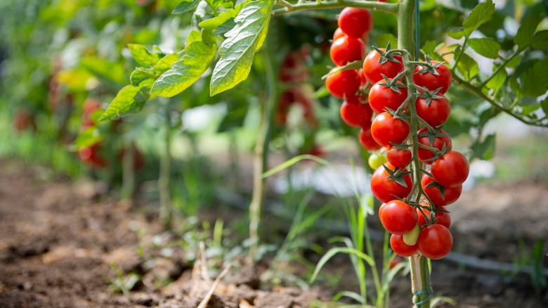 A row of cherry tomatoes.