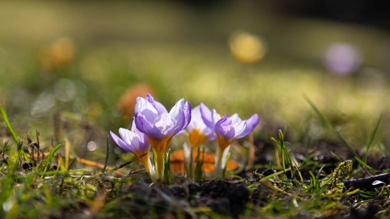 saffron flowers