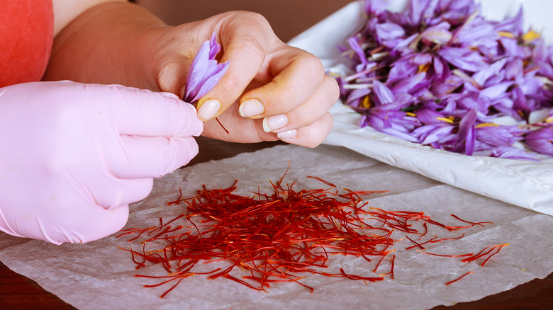 harvesting saffron